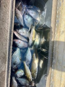 Lake Hartwell Crappie fishing